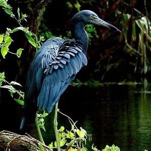 Meet your Posher, Alice